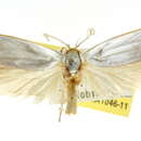 Image of <i>Xylorycta philonympha</i>