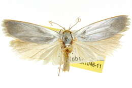 Image of <i>Xylorycta philonympha</i>