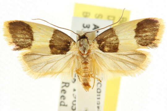 Image of Telecrates laetiorella Walker 1864