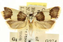 Image of Telecrates laetiorella Walker 1864