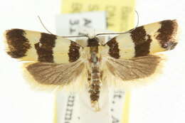 Image of Telecrates melanochrysa