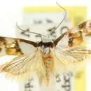 Image of <i>Zaphanaula hemileuca</i>
