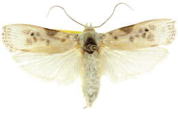 Image of Arignota stercorata