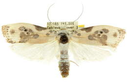 Image of Arignota stercorata