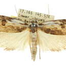 Image of Compsotorna eccrita Turner 1917