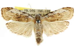 Image of Xylodryadella cryeranthes Meyrick 1925
