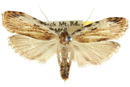 Plancia ëd Xylodryadella cryeranthes Meyrick 1925