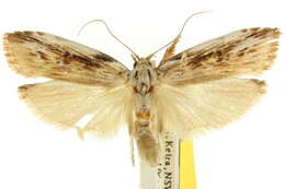 Image of Xylomimetes scholastis Turner 1916