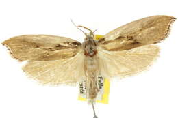 Image of <i>Pilostibes basivitta</i>