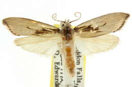 Image of <i>Pilostibes basivitta</i>