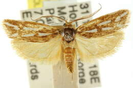 Image of <i>Cryptophasa tetrazona</i>