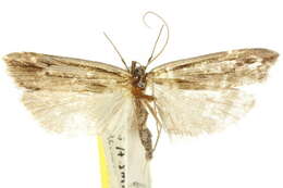 Image of Xylorycta viduata Walker 1869