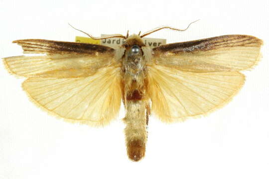 Image of Cryptophasa phaeochtha Meyrick 1925