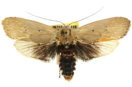 Image of Cryptophasa balteata Walker 1866