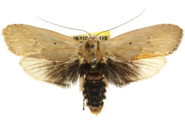 Image of Cryptophasa balteata Walker 1866