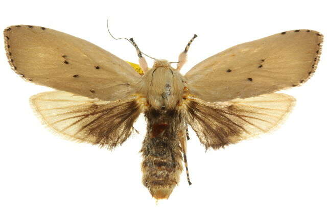 Image of Cryptophasa balteata Walker 1866