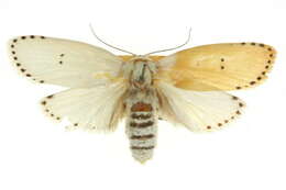 Image of Cryptophasa chionodes Turner 1897