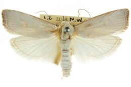 Image of Cryptophasa spilonota Scott