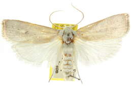 Image of Cryptophasa spilonota Scott