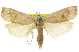 Image of Cryptophasa spilonota Scott