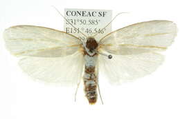 Plancia ëd Cryptophasa flavolineata Walker 1864