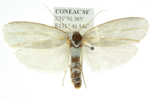 Image of Cryptophasa flavolineata Walker 1864