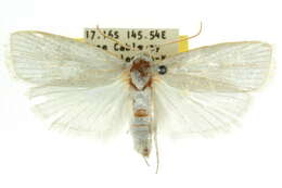 Image of Cryptophasa flavolineata Walker 1864