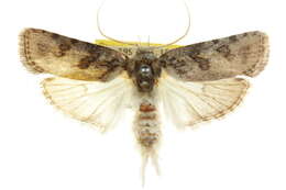 Image of Cryptophasa nephrosema Turner 1897