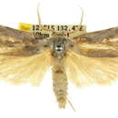 Image of <i>Cryptophasa alphitodes</i>