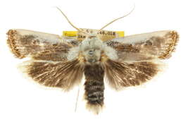 Image of Cryptophasa albacosta