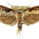 Image of Cryptophasa molaris Lucas 1900