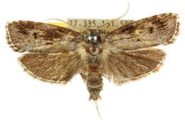 Image of Cryptophasa molaris Lucas 1900