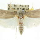 Image of Cryptophasa stenoleuca Lower 1894