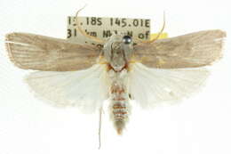 Image of Cryptophasa stenoleuca Lower 1894