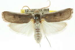 Image of Cryptophasa stenoleuca Lower 1894