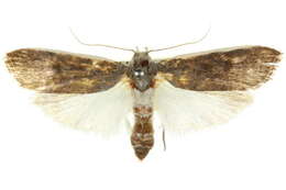 Image of Cryptophasa stenoleuca Lower 1894