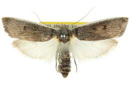 Image of Cryptophasa stenoleuca Lower 1894