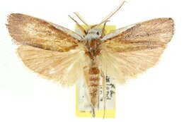 Image of Cryptophasa russata