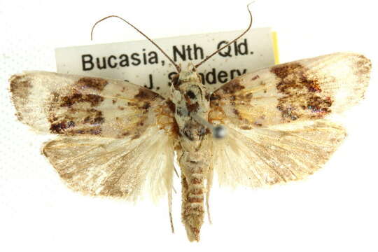 Image of Cryptophasa opalina Turner 1900