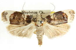 Image of Cryptophasa opalina Turner 1900