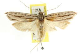 Image of Leistarcha scitissimella Walker 1864