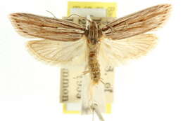 Image of Leistarcha scitissimella Walker 1864