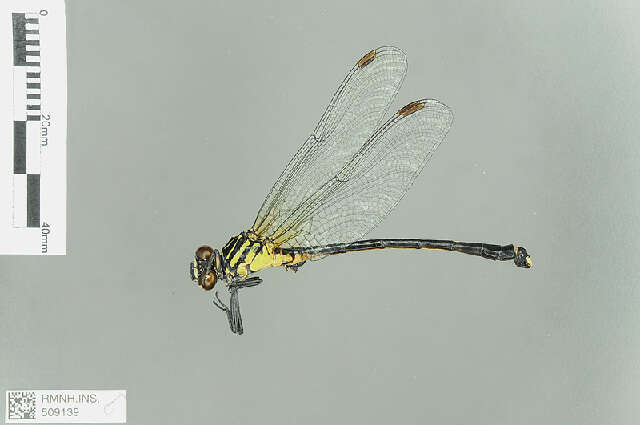 Imagem de Leptogomphus Selys 1878