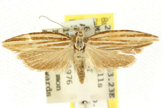 Image of Catoryctis eugramma Meyrick 1890