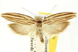 Image of Catoryctis eugramma Meyrick 1890