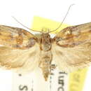 Image of <i>Catoryctis leucomerata</i>