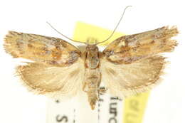 Image of <i>Catoryctis leucomerata</i>