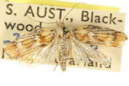 Image of <i>Catoryctis leucomerata</i>