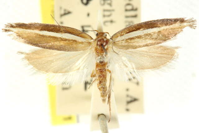 Imagem de Copidoris dimorpha Meyrick 1907