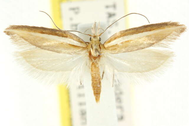 Imagem de Copidoris dimorpha Meyrick 1907